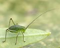 Leptophyes punctatissima larve Belgique