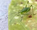 Leptophyes punctatissima larve Belgique