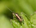 Pholidoptera griseoaptera - larve Belgique