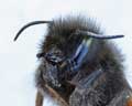 Osmia cornuta (Tête)