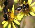 Osmia sp. (brosse ventrale)