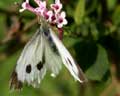 Fin de saison: Pieris brassicae