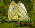 Pieris napi