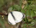 Pieris brassicae