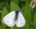 Pieris rapae