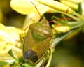 Piezodorus lituratus