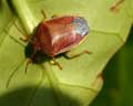 Piezodorus lituratus