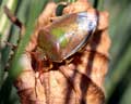 Piezodorus lituratus