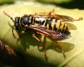 Polistes dominulus (gallicus)