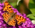 Polygonia c-album