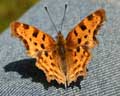 Polygonia c-album