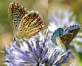 Polyommatus bellargus