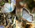 Polyommatus coridon