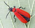 Pyrochroa coccinea