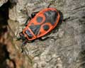 Pyrrhocoris apterus