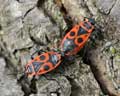 Pyrrhocoris apterus