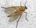 genre Rhagio scolopaceus