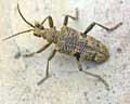 Rhagium mordax