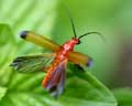 Envol de Rhagonycha fulva