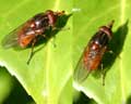 Rhingia campestris