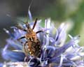 Rhinocoris cuspidatus