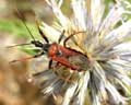 Rhinocoris iracundus