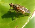 Scatophaga stercoraria