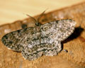 Serraca punctinalis (Boarmia)