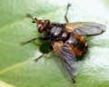 Tachina fera