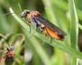 Tenthredinidae Belgique