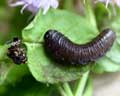 Tenthredo marginella Mue-chenille