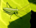 Tettigoniidae sp. (Conocephalus discolor)