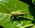 Tettigonia viridissima adulte