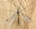 Tipula rufina