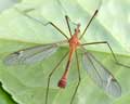 Tipula lunata Belgique