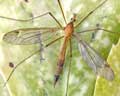 Tipula lunata Belgique