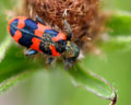 Trichodes alvearius - Belgique Custinne