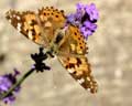 Vanessa cardui (Cynthia)