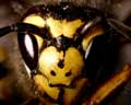 Vespula germanica