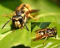 Vespula germanica