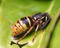 Vespula vulgaris