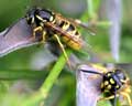 Vespula vulgaris