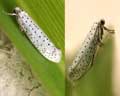 Yponomeuta evonymella