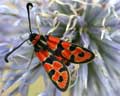 Zygaena fausta