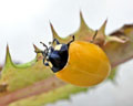 DIA-001-10 Coccinella septempunctata