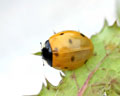 DIA-001-11 Coccinella septempunctata