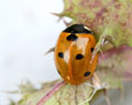 DIA-001-12 Coccinella septempunctata