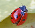 DIA-001-13 Coccinella septempunctata