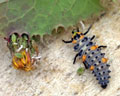 DIA-0001-2 Coccinella septempunctata