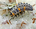 DIA-0001-3 Coccinella septempunctata